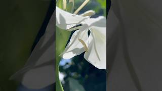 Hedychium coronarium  the white garlandlily  white ginger lily  shortsvideo shortsfeed [upl. by Attelrak]