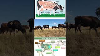 Cow Ruminant Digestive System  Fascinating Facts [upl. by Asusej572]