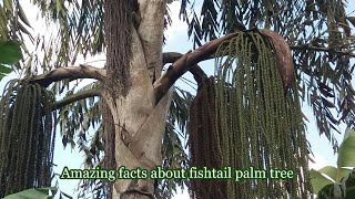 Caryota urens The old well grown fishtail palm tree [upl. by Anitak856]