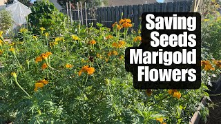 Seed Saving  Marigold Flower Seeds [upl. by Uranie472]