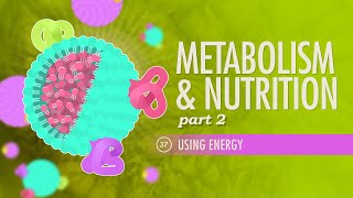 Metabolism amp Nutrition Part 2 Crash Course Anatomy amp Physiology 37 [upl. by Meneau638]