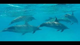 Royal Brayka Beach 2018  full video of snorkeling with turtles and dolphins [upl. by Bravin148]