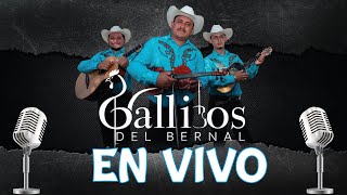 Mix de Cumbias Los Gallitos del Bernal  EN VIVO [upl. by Oinafipe]