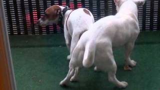 saillie jack russel maya et sawyer 3 [upl. by Mellicent]