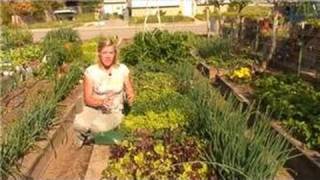 Growing Vegetables  How to Add Lime to Your Vegetable Garden [upl. by Leahcimnaj620]