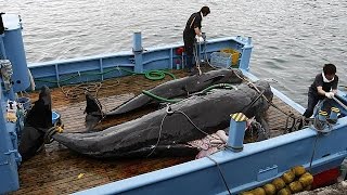 Japan hopes to resume whaling at the end of the year [upl. by Onimixam]