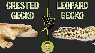 Crested Gecko vs Leopard Gecko  Head To Head [upl. by Cahan]