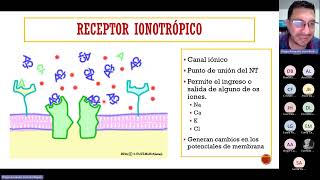 Receptores para Neurotransmisores [upl. by Arihaz502]