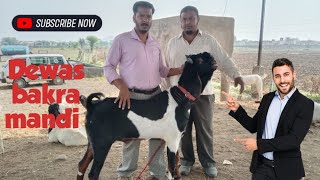 Dewas bakra mandi live update 7 November 2024 [upl. by Nywloc125]