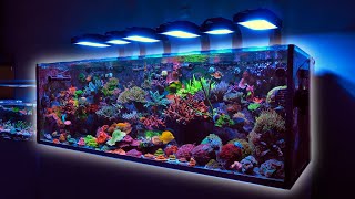 225 Gallon SPS Coral Dominated Reef Tank [upl. by Brey]