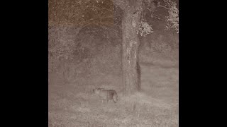 A Coyote eating apples Delish our apples are Benezette Pa Elk cam  HDONTAP [upl. by Petronella]