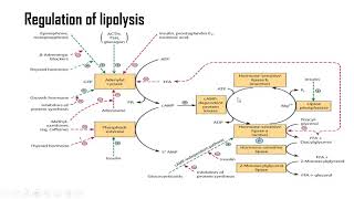 Lipolysis [upl. by Ueihtam699]