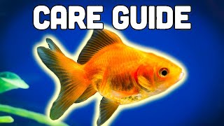 Fancy Goldfish Care Guide [upl. by Winshell]