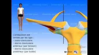 Lépaule  articulation sternocostoclaviculaire [upl. by Zuleika]