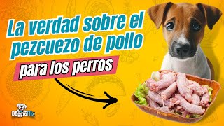 Los beneficios y los riesgos de darle pezcuezo de pollo a tu perro [upl. by Hamian]