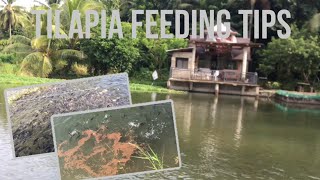 IKA61 to 63 DAYS UPDATE  TILAPIA FEEDING  DAGDAG NG PAGKAIN [upl. by Lean511]