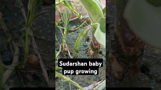 Sudarshan Plant care👍Best Plant for garden🤗 [upl. by Irena]