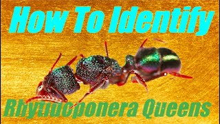 How To Identify Rhytidoponera Queens  Short Tutorial Presented By Ant Co [upl. by Weinreb]