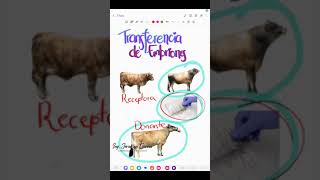 Diferencia entre Transferencia de embriones e inseminación artificial en bovinos vacas 🐮 [upl. by Suoivatra]