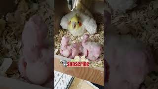 The wonderful and lovely family of the cockatiel bride birds cockatiel cute عروس هلندی love [upl. by Aljan148]