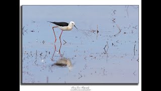 Black winged stilt [upl. by Joe972]