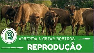 Aprenda a criar bovinos  Aula 1 reprodução [upl. by Sibel425]