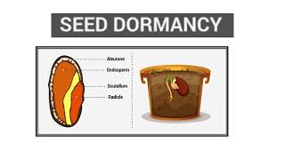 Vernalisation amp Dormancy of Seeds Video No 444 [upl. by Belicia]