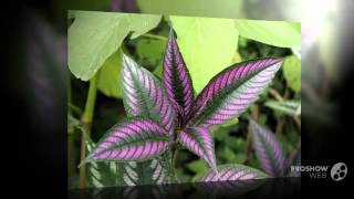 Strobilanthes  garden plants [upl. by Hewart]