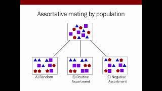 Goldberg A mechanistic model of assortative mating in a hybrid population [upl. by Swihart]