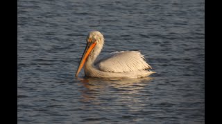 Great white pelican [upl. by Inahpets]