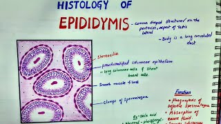 Histology Of Epididymis [upl. by Denison479]