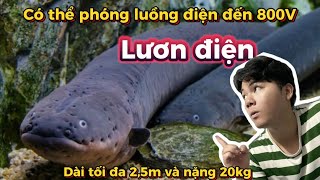 trải nghiệm cảm giác bị lươn điện giật [upl. by Tiphani]