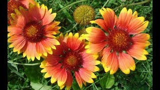 Growing Gaillardia [upl. by Maiga362]