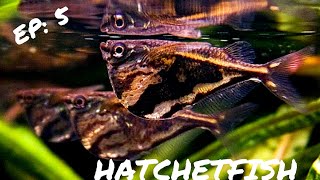 BEGINNER FISH HATCHETFISH [upl. by Eseeryt]