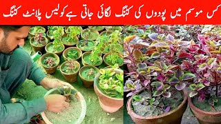 how to grow coleus plant from cutting [upl. by Tade]