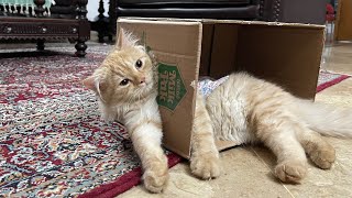 Cat vs box  funny reaction  orange cat behaviour [upl. by Atinram467]