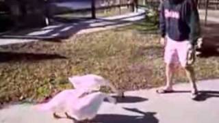 Goose attack When men and dogs are targeted [upl. by Bradski]