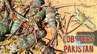 Lobster  Pakistan Lobster  Sapat Beach  Arabian Sea  Sea Food  Alive Lobster  Explore Pak [upl. by Ahsiela970]