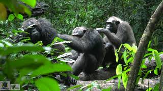 The amazing loango chimpanzee Gabon [upl. by Senoj]