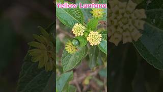 Lantana flowerlantana plantlantana plant careflowersRinkutimevlogviralshortsshort [upl. by Pren631]