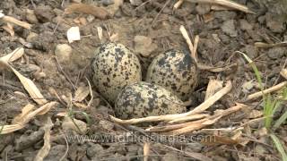 Titehri ke ande Redwattled Lapwing eggs on the ground [upl. by Tanah]