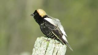 Bobolink Melody [upl. by Abbottson209]