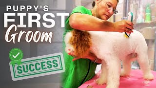 How to Earn a Dogs TRUST when Grooming [upl. by Pang900]