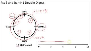 AP Biology Restriction Enzyme Digests on Circular Plasmids [upl. by Arrotal]