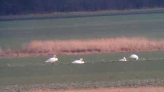 Bewicks Swan  Cygnus columbianus Schlosshof 422014 1 [upl. by Hughmanick]