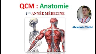 QCM  Anatomie 3 [upl. by Dygert598]