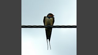 Life on the Wire [upl. by Yerhcaz856]