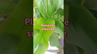 ornamental plants name ornamentals plants decorative plant gardening sorts video [upl. by Annatnom]