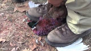 How to Field Dress a Pheasant in 10 Seconds Hunting Skills [upl. by Akym560]