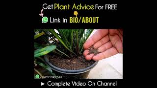 How to Water Gazania Flower Plant Correctly [upl. by Clarkin]